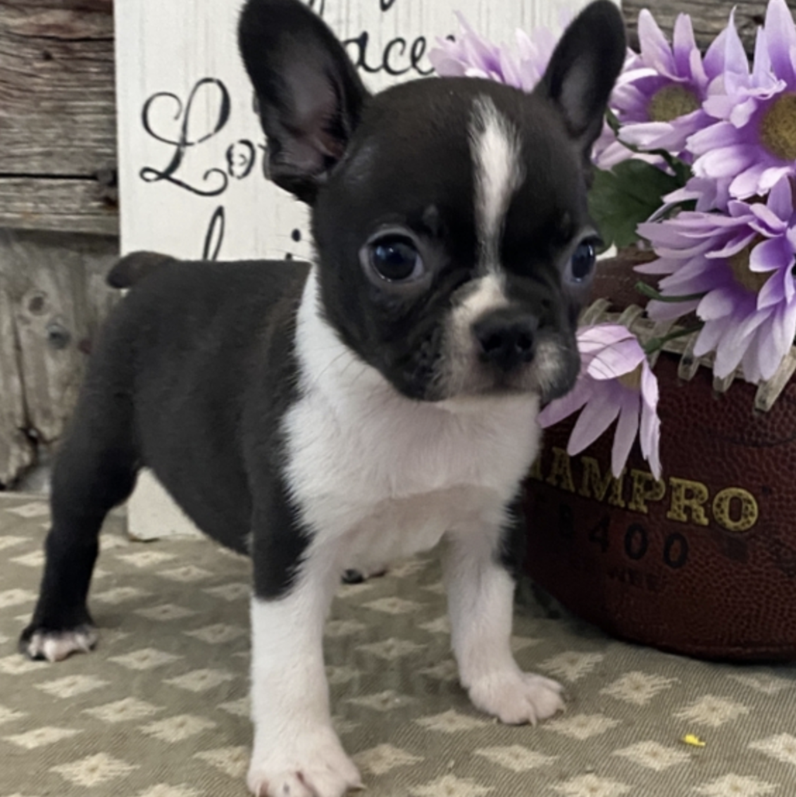 comprar cachorros sanos, baratos y asequibles para la venta